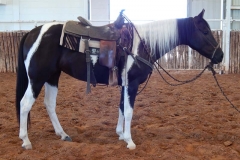 Holly Saddled June 2013