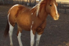 HoneyPB220024