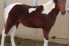 PB220004.JPG Star Dreamhorse