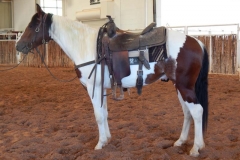 Playboy under saddle 4-28-14