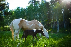 Polly and Midnight in the pasture